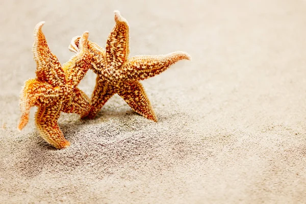 Meeting two starfish. The concept of a triotic trip for two or meeting two old friends — Stock Photo, Image