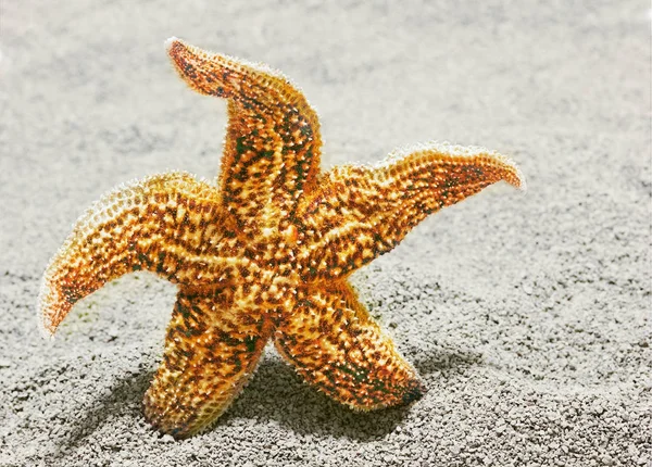 Beautiful starfish against a background of sand — Stock Photo, Image