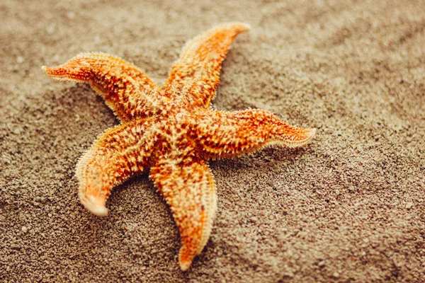 Beautiful starfish against a background of sand — Stock Photo, Image