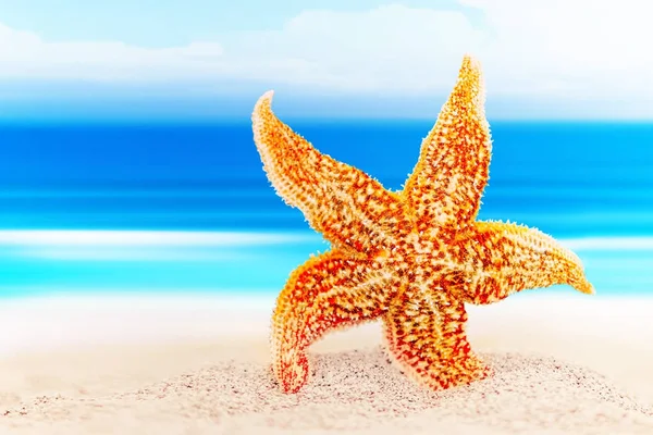Танцующая морская звезда на фоне морского берега — стоковое фото