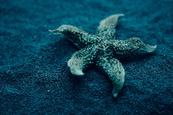 Starfish under water. Beautiful underwater world — Stock Photo, Image