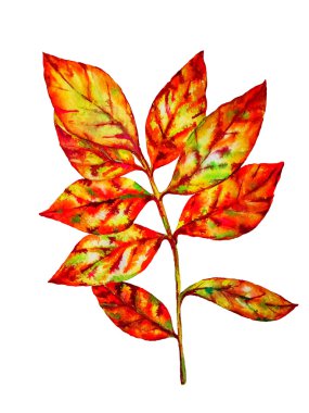 Renkli suluboya yaprak 