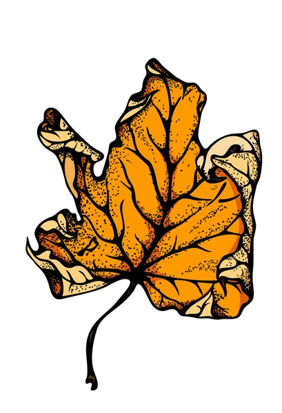 Sonbahar akçaağaç yaprağı 