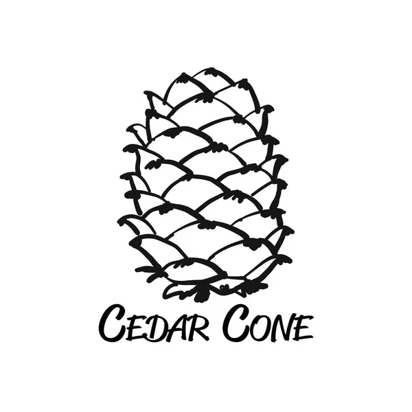 Cedar cone, sketch for your design — Stock Vector