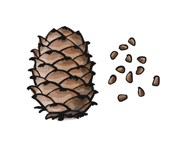 Cono de cedro, boceto para su diseño — Vector de stock