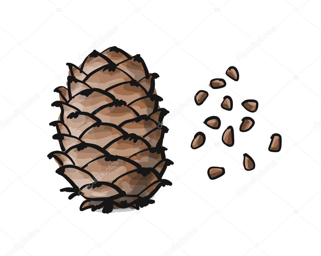 Cedar cone, sketch for your design