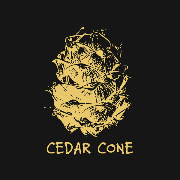 Cedar cone, sketch for your design
