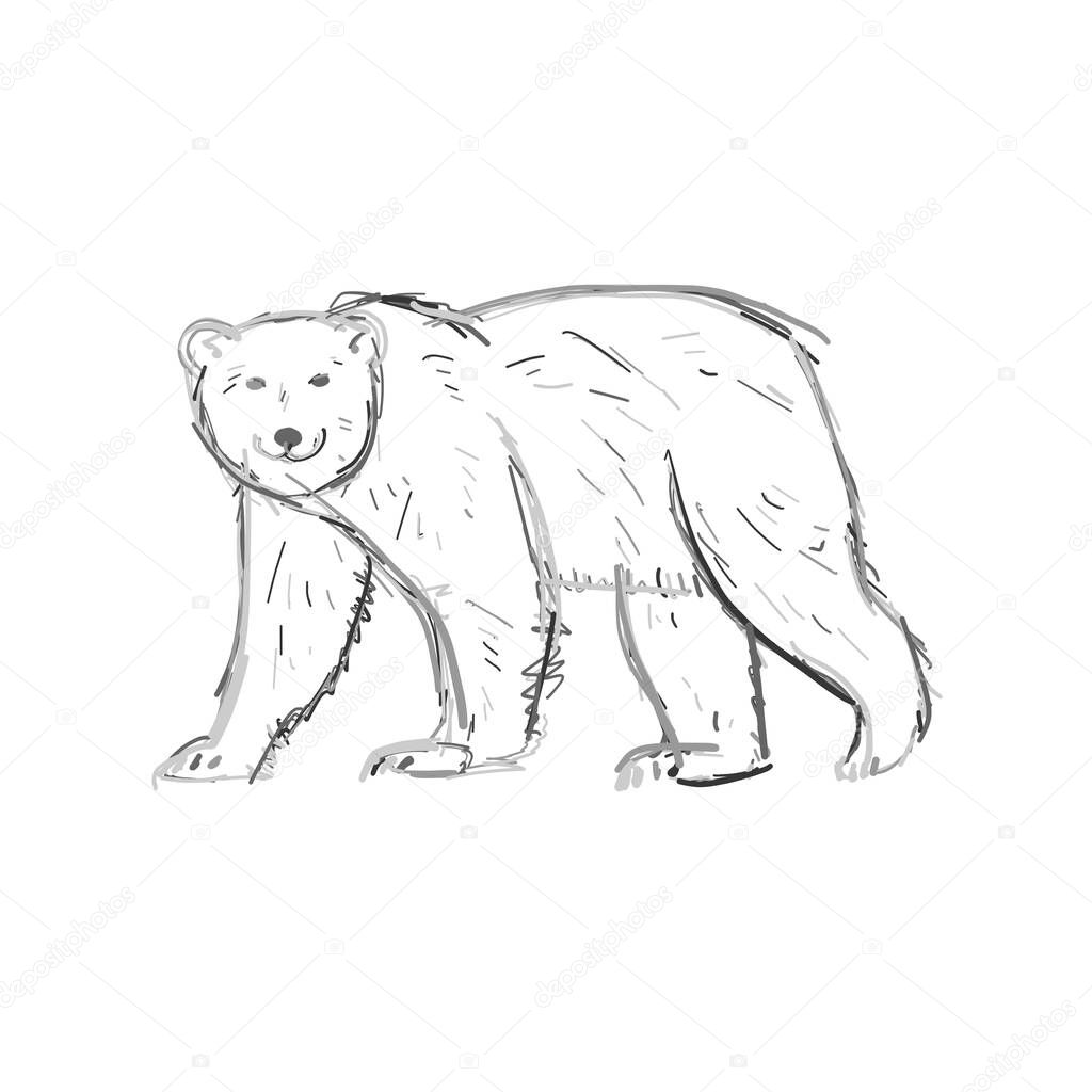 Polar Bear, sketch isolated on white background