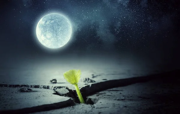 Existe vida na lua. Meios mistos — Fotografia de Stock