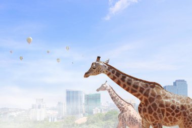 Güç ve liderlik kavramı. Karışık teknik