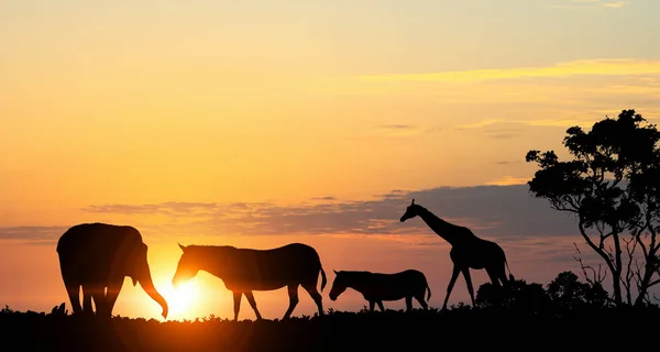 Naturalny krajobraz Safari w światło zachód słońca. Techniki mieszane — Zdjęcie stockowe