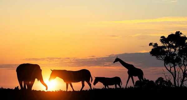 Silhouettes of african animals on golden sunset background