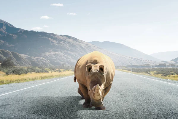 Rhino on asphalt road . Mixed media — Stock Photo, Image