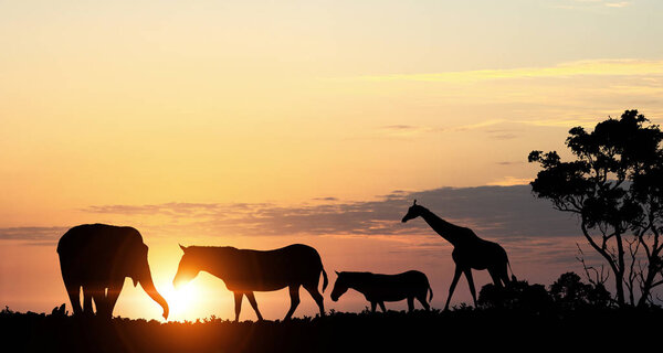 Silhouettes of african animals on golden sunset background