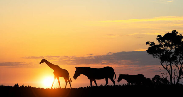 Silhouettes of african animals on golden sunset background