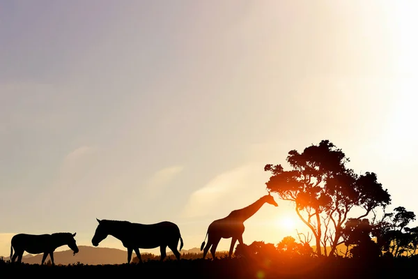 Natural Safari landscape in lights of sunset — Stock Photo, Image