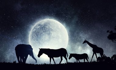 Doğal Safari Peyzaj ve yürüyen hayvan