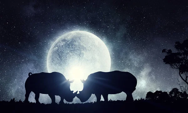 Naturliga Safari landskap och bekämpa noshörningar — Stockfoto
