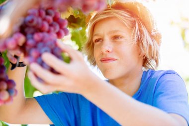 Üzüm bağı çocuk