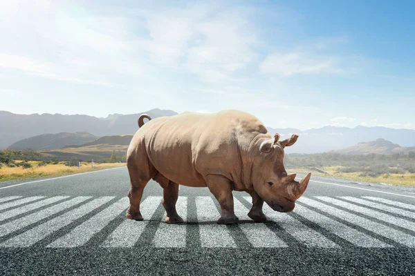 Rhino en carretera asfaltada — Foto de Stock
