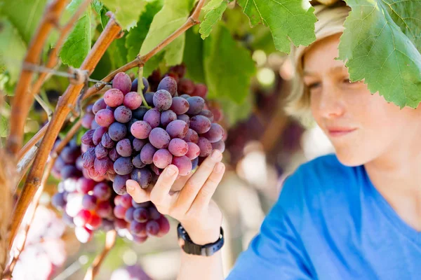 Jongen in de wijngaard — Stockfoto