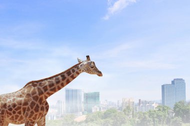 Güç ve liderlik kavramı