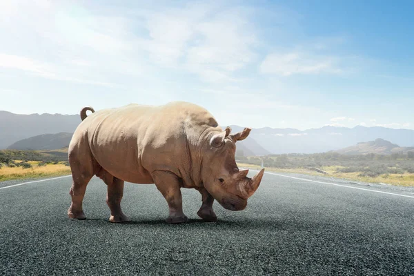 Rhino en carretera asfaltada — Foto de Stock