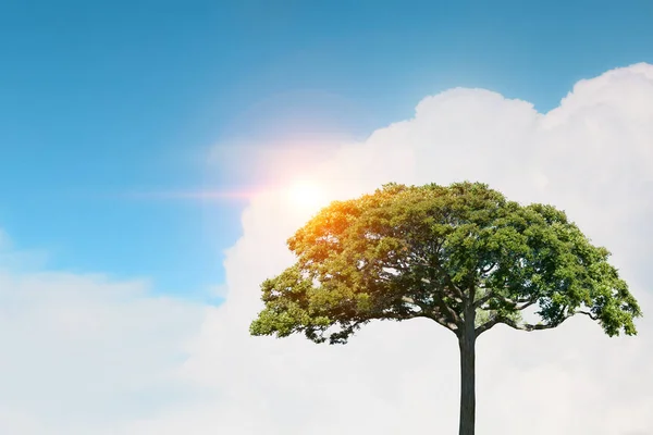 Concepto de vida ecológica. Medios mixtos — Foto de Stock