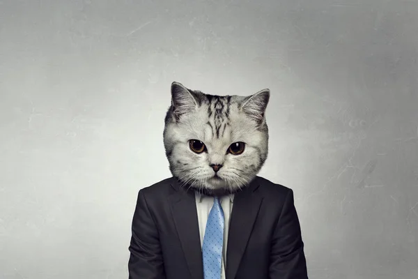 Cat in business suit. Mixed media — Stock Photo, Image