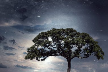 Yalnız ağaç ve gri gökyüzü. Karışık teknik