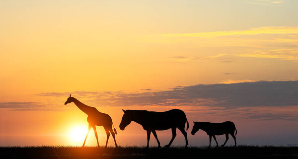 Silhouettes of animals at sunset on horizon