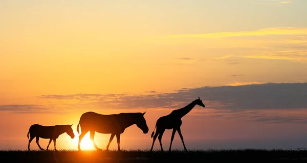 Safari zachód słońca krajobraz — Zdjęcie stockowe