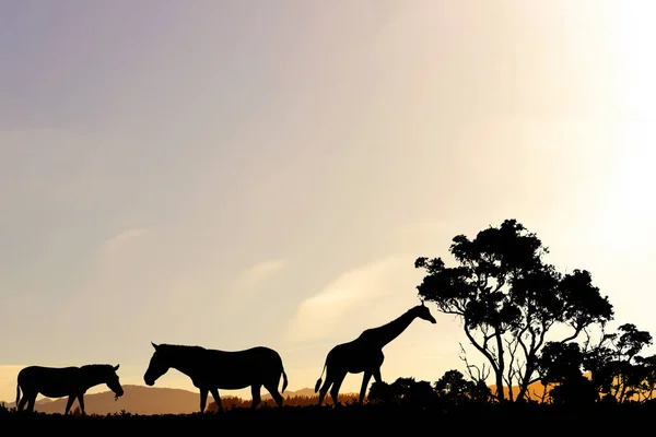 Safari coucher de soleil paysage — Photo