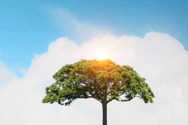 Eko yaşam kavramı. Karışık teknik