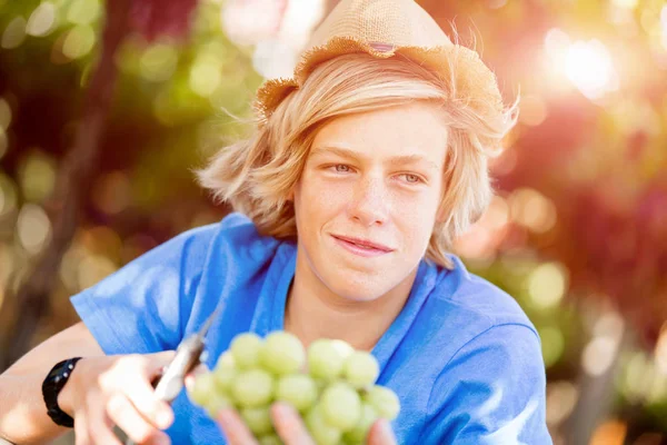 Garçon dans le vignoble — Photo