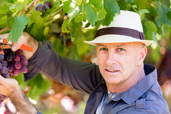 Homme debout dans la vigne — Photo