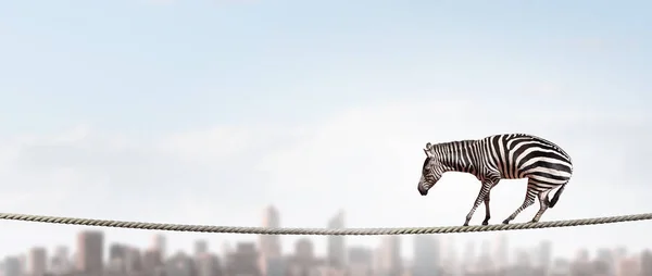 Zebra in equilibrio sulla corda. Mezzi misti — Foto Stock