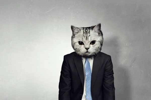 Homme d'affaires avec tête de chat. Techniques mixtes — Photo