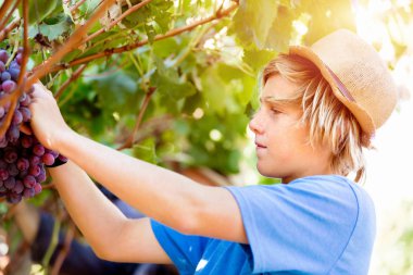 Üzüm bağı çocuk