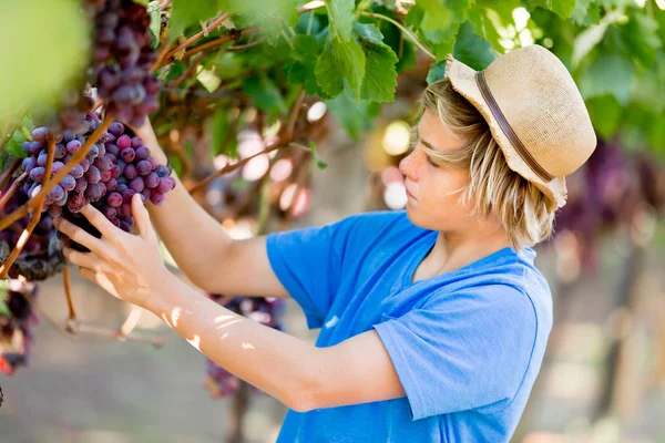 Garçon dans le vignoble — Photo