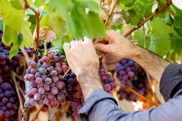 Mains tenant des raisins rouges dans le vignoble — Photo