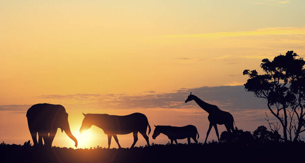 Silhouettes of animals at sunset on horizon