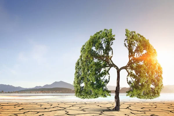 Eenzame groene boom in de woestijn — Stockfoto