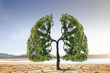 Çölde yalnız yeşil ağaç