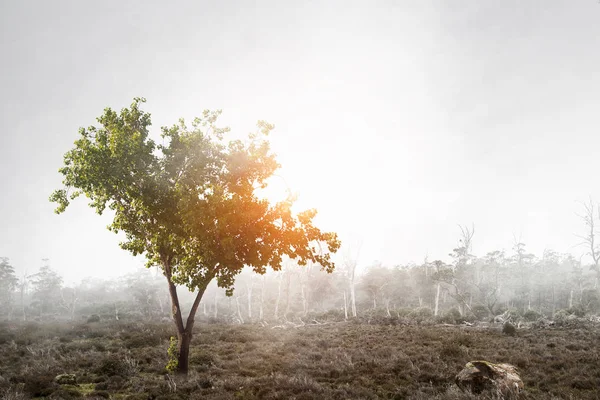 Conceito ecológico verde — Fotografia de Stock