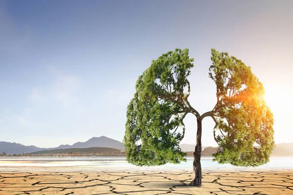 Árbol verde solitario en el desierto. Medios mixtos — Foto de Stock