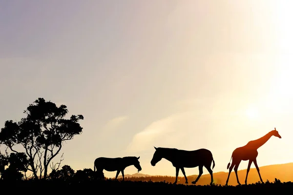 Safari sunset landscape — Stock Photo, Image