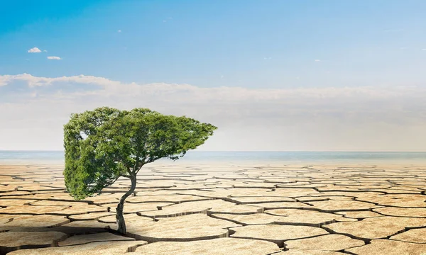 砂漠で孤独な緑の木。ミクスト メディア — ストック写真