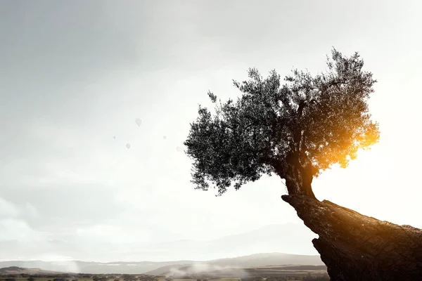 Árbol solitario en la roca. Medios mixtos —  Fotos de Stock