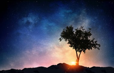 Gecede yalnız ağaç